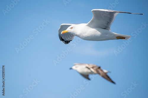 Seagull, albatross, seagull wings, seagulls flying above the sea, seagulls soaring, white seagull, gray seagull, red-billed gull, yellow-billed gull, seagulls racing, seagulls, flying seagulls, natura