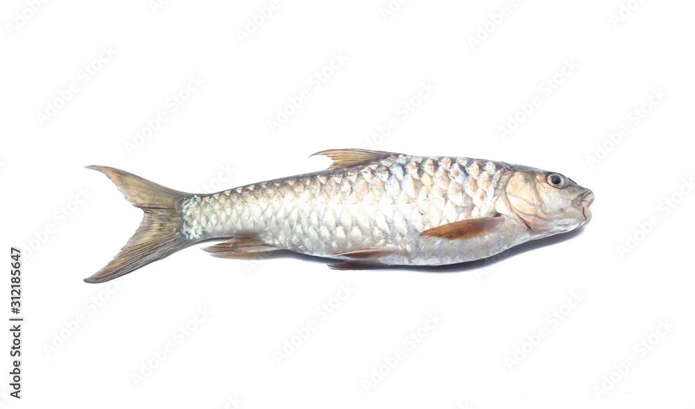 Copper mahseer fish or ikan Tengas on isolated background Copper mahseer fish or ikan Tengas on isolated background