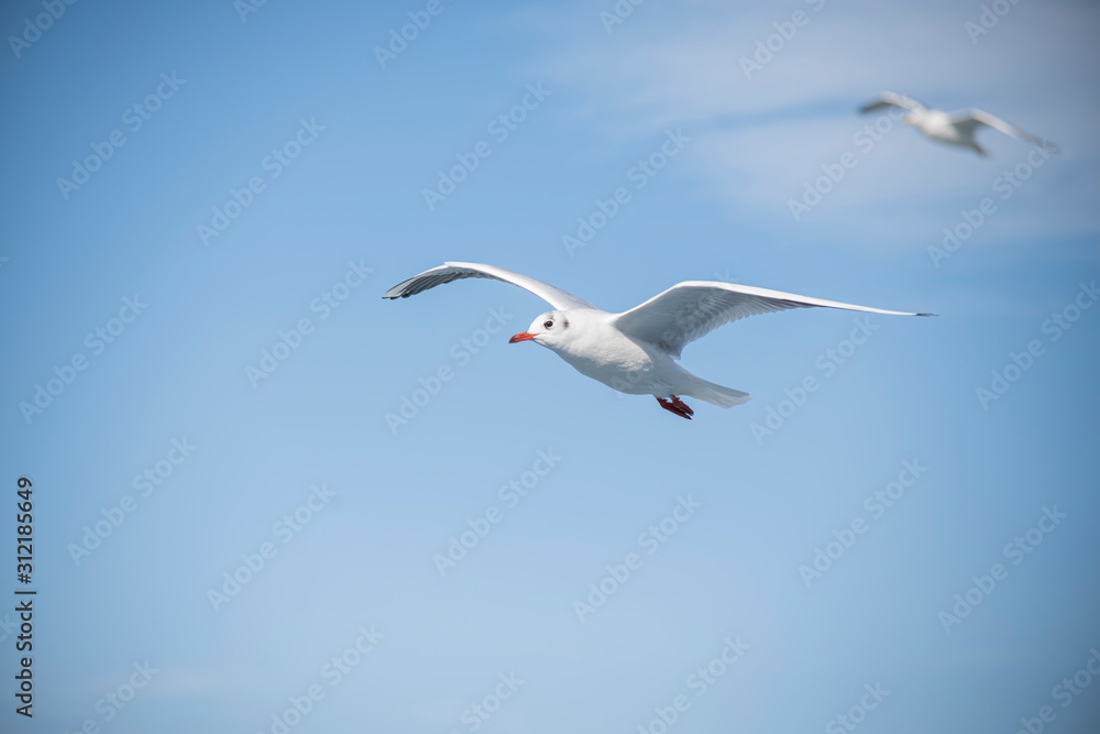 Seagull, albatross, seagull wings, seagulls flying above the sea, seagulls soaring, white seagull, gray seagull, red-billed gull, yellow-billed gull, seagulls racing, seagulls, flying seagulls, natura Seagull, albatross, seagull wings, seagulls flying above the sea, seagulls soaring, white seagull, gray seagull, red-billed gull, yellow-billed gull, seagulls racing, seagulls, flying seagulls, natura