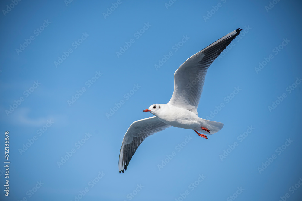 Seagull, albatross, seagull wings, seagulls flying above the sea, seagulls soaring, white seagull, gray seagull, red-billed gull, yellow-billed gull, seagulls racing, seagulls, flying seagulls, natura