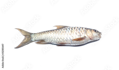 Copper mahseer fish or ikan Tengas on isolated background