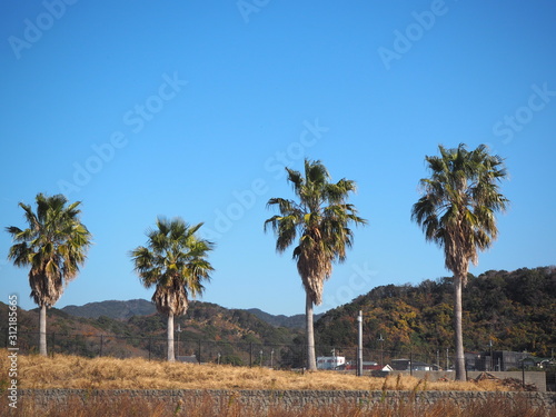 青い空を背景に並ぶヤシの木 ©  株式会社滄漣舎