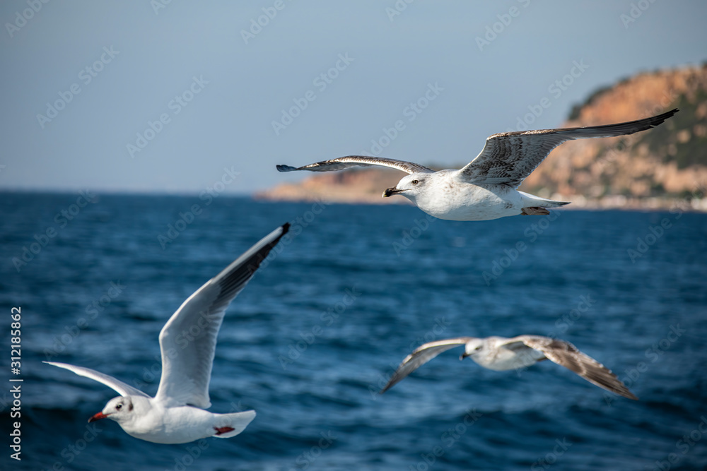 Seagull, albatross, seagull wings, seagulls flying above the sea, seagulls soaring, white seagull, gray seagull, red-billed gull, yellow-billed gull, seagulls racing, seagulls, flying seagulls, natura