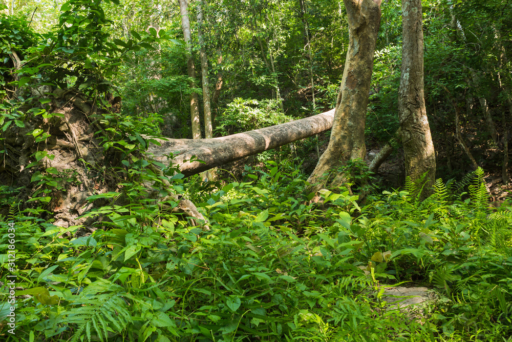 fallen tree in the tropical forest fallen tree in the tropical forest