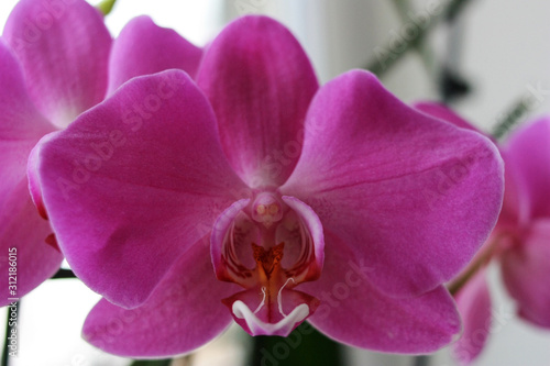 Orchid flower with pink petals