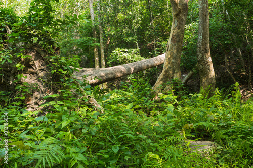 fallen tree in the tropical forest 