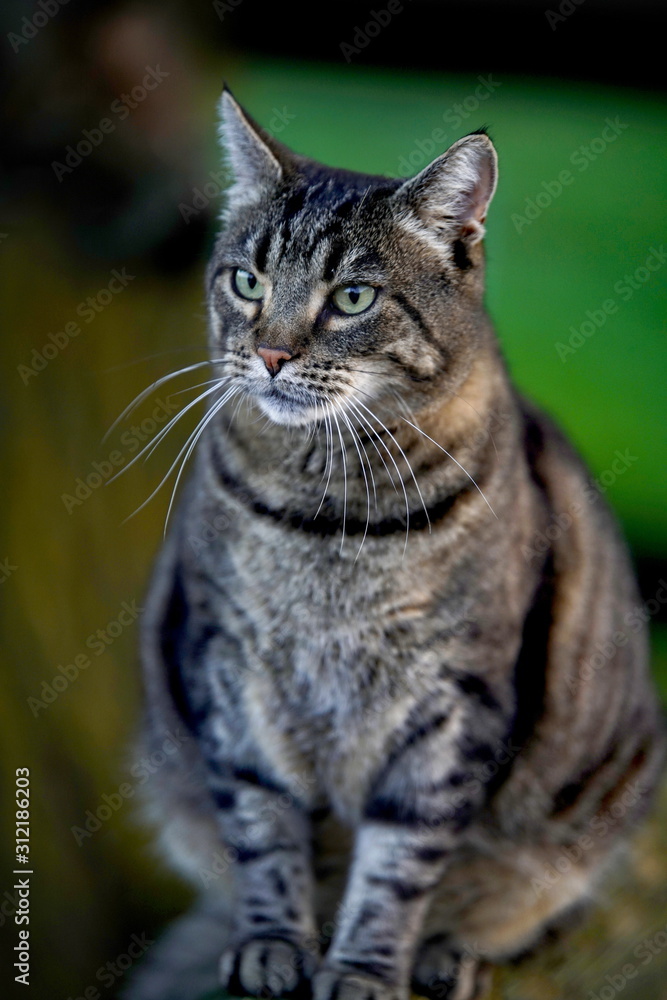 Hauskatze grau getigert Hauskatze grau getigert