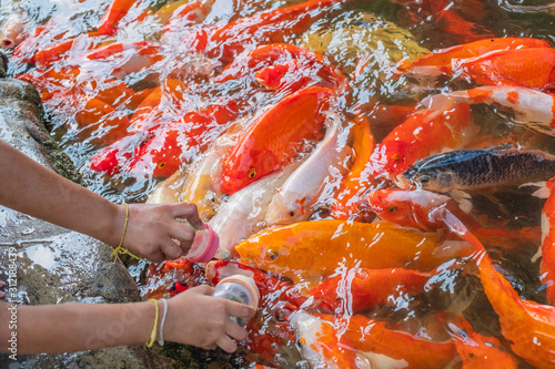 Close-Up Of Hand Feeding fishs