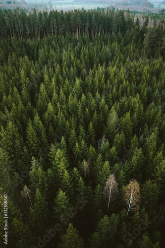 Fototapeta Naklejka Na Ścianę i Meble -  trees in the forest from drone