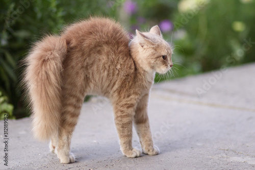 frightened cat defends itself and attacking, the ginger kitten arched his back in fear of dog,animal life, pets walking outdoors photo