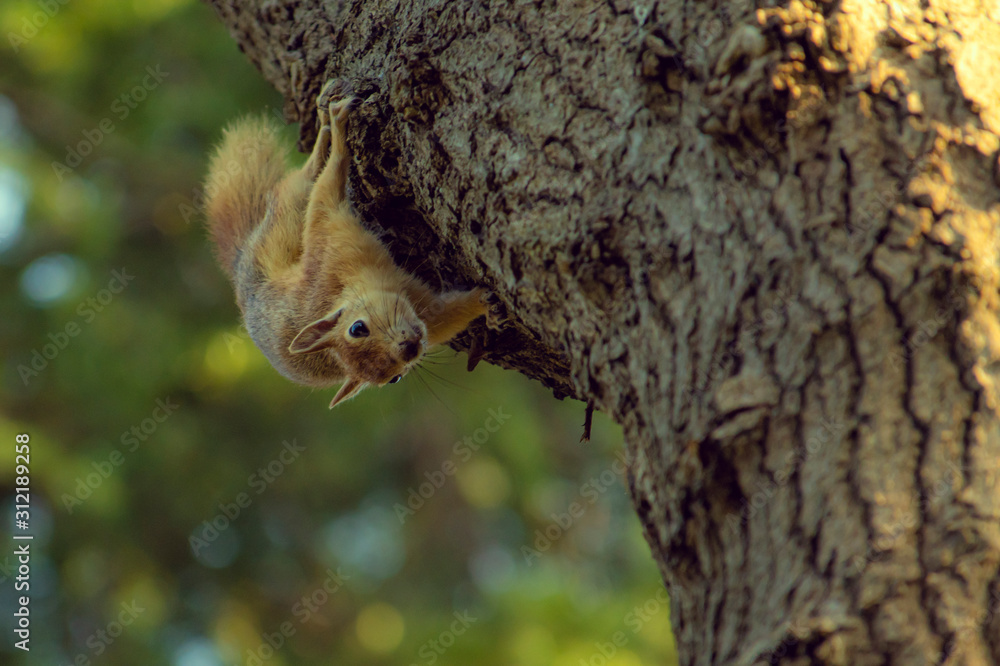 Squirrel, squirrel on trees, natural life, life of squirrels, natural squirrel life, Squirrel, squirrel on trees, natural life, life of squirrels, natural squirrel life,