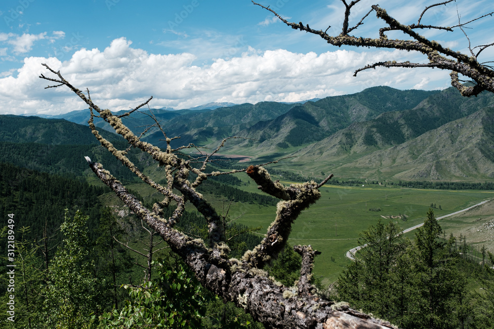 Branches of an old tree over a mountain gorge in the Altai mountains