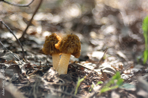 spring forest mushrooms (Verpa bohemica), the first spring mushroom  photo