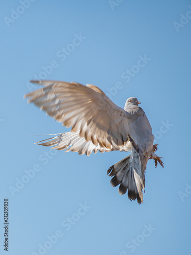 white dove, dove wings, sky birds, wings, bird, Pigeon,