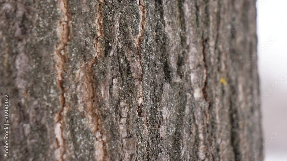 close up macro shot of birch bark texture close up macro shot of birch bark texture