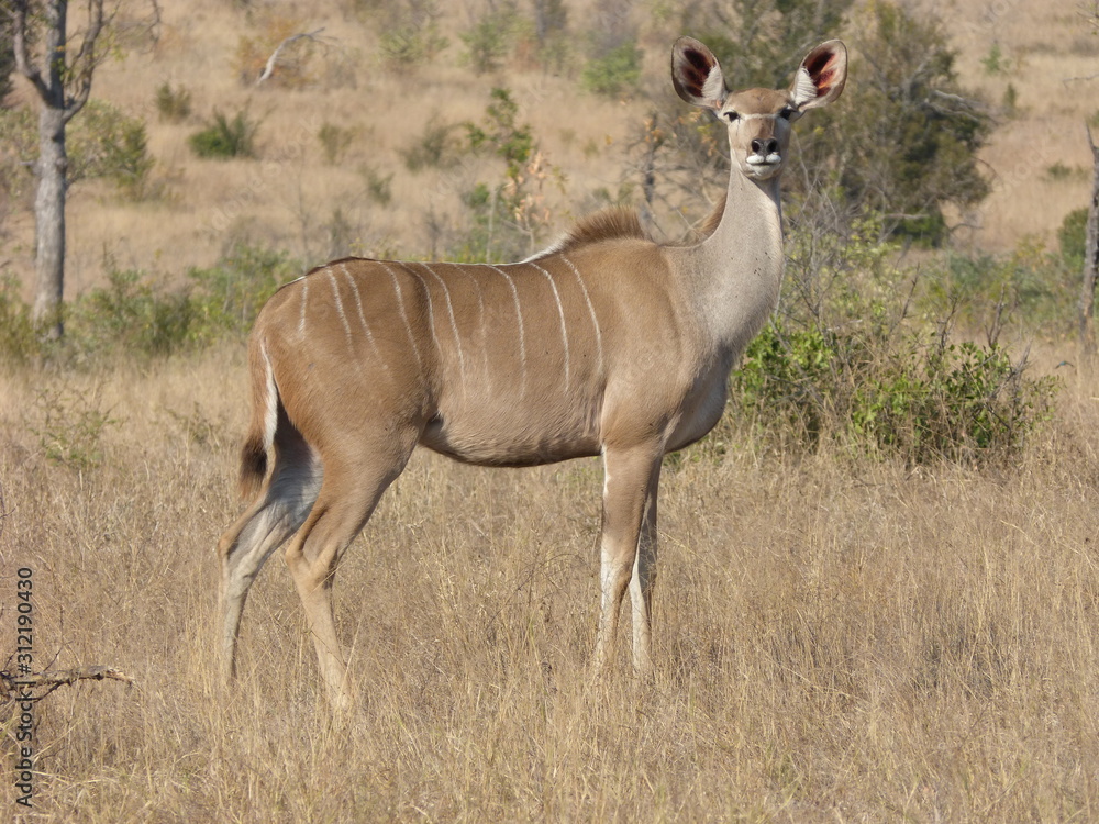 Naklejka premium Antilope