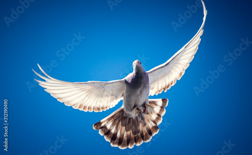 white dove, dove wings, sky birds, wings, bird, Pigeon,