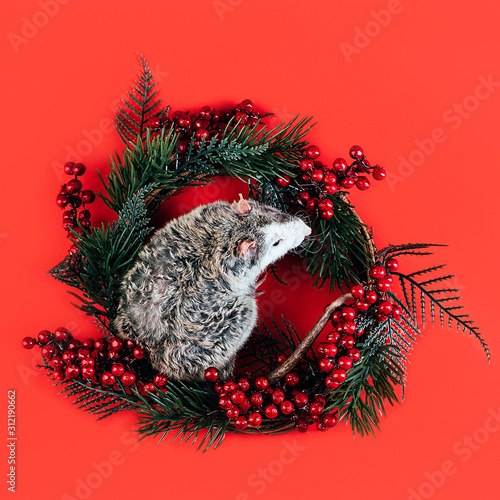  Gray white beautiful thoroughbred rat laying in a Christmas wreath of coniferous branches and red berries. The symbol of the New Year 2020 according to the Chinese eastern calendar. Place for text