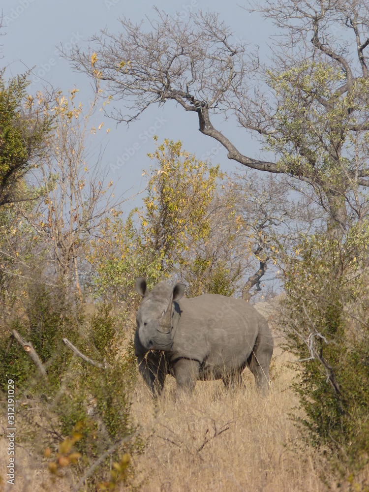 Fototapeta premium Rhinoceros