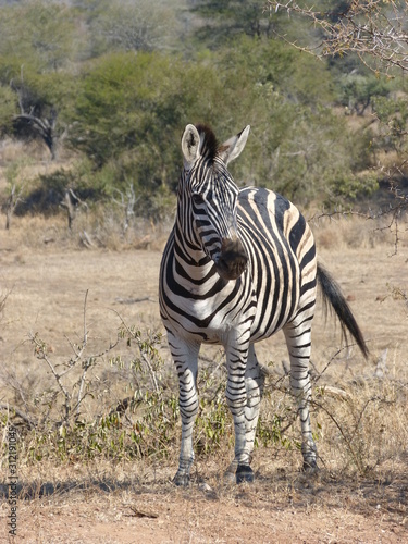 Zebra Kruger Parc
