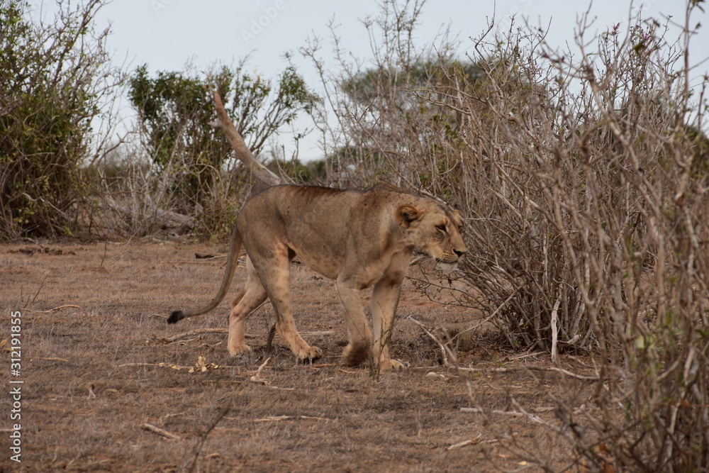 Naklejka premium Löwenmutter