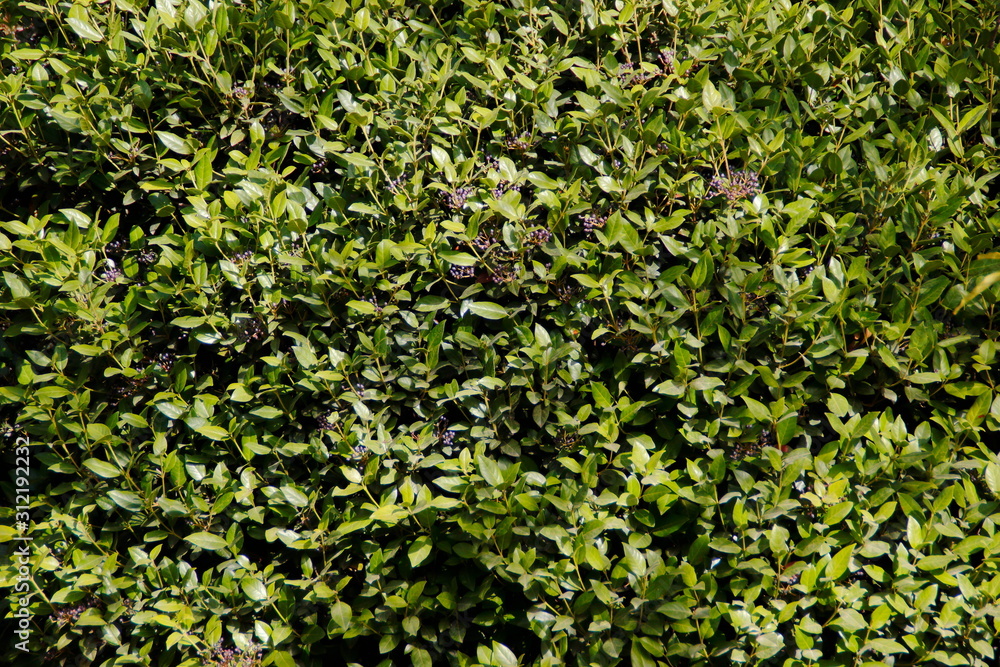 green ivy on the wall green ivy on the wall