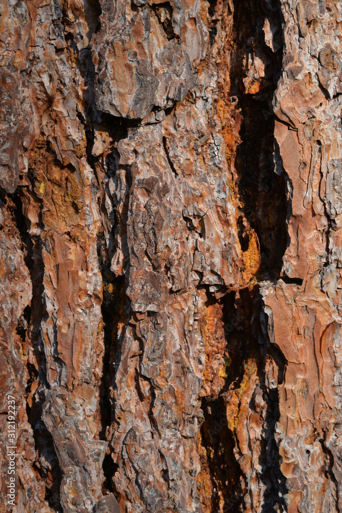 old wood texture of bark of tree old wood texture of bark of tree