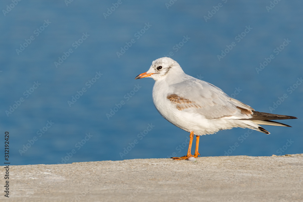 A White Seagull Resting on the Wharf near the Lake on a Sunny Winter Day A White Seagull Resting on the Wharf near the Lake on a Sunny Winter Day