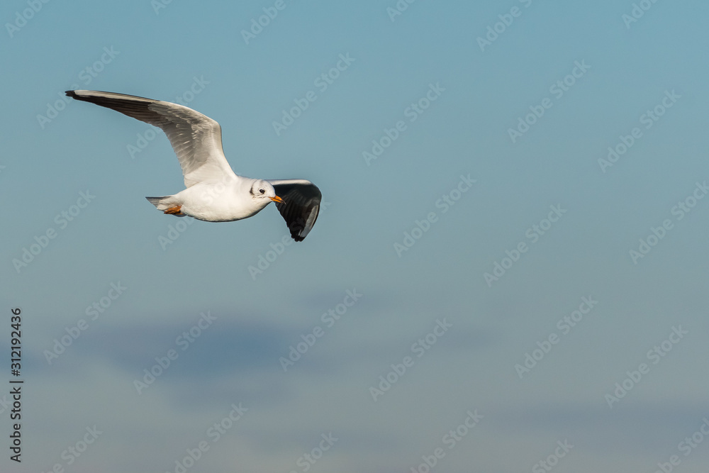 Obraz premium A White Gull Flying above the Lake on a Sunny Winter Day with Few Clouds on the Sky