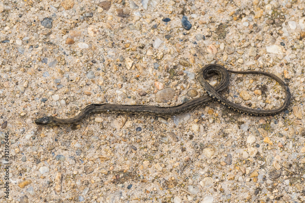 A Dead Water Snake Abandoned on the Asphalt near the Lake on a Cold Winter Day A Dead Water Snake Abandoned on the Asphalt near the Lake on a Cold Winter Day