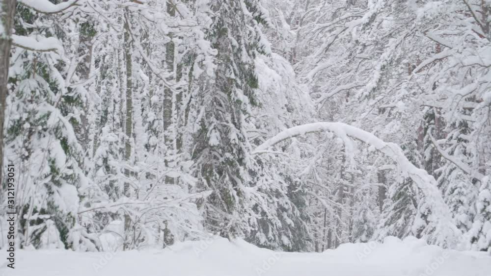 The view of the thick snow on the plants The view of the thick snow on the plants