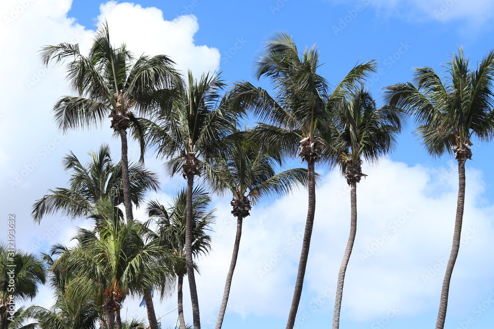 palm trees on beach