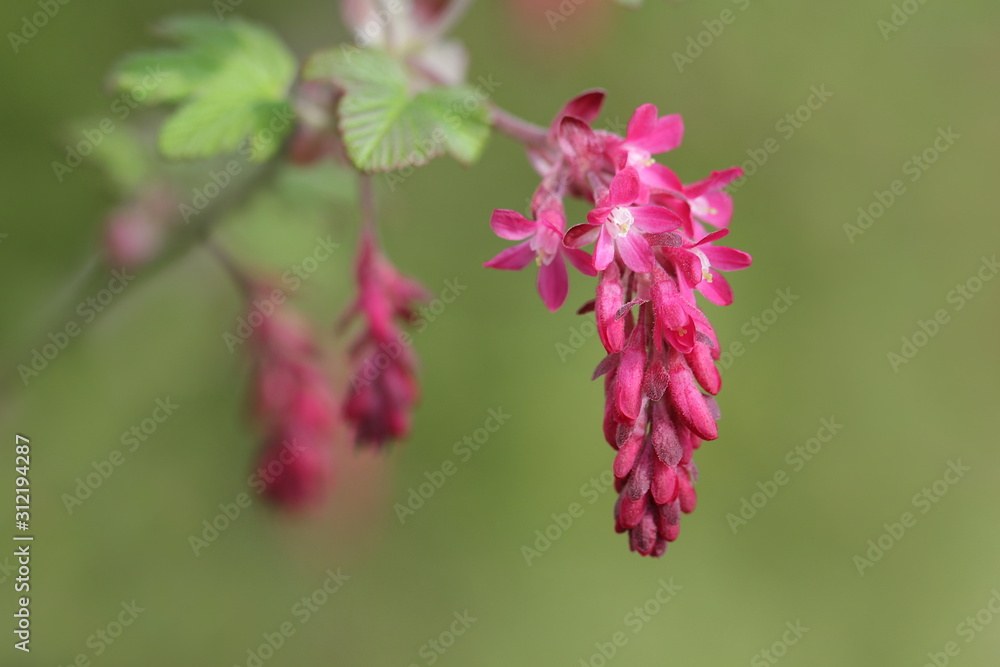 Fototapeta premium Blut-Johannisbeere , Ribes sanguineum