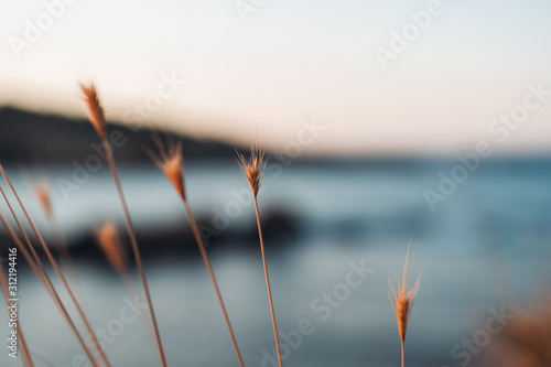 Close-up of plant by the sea