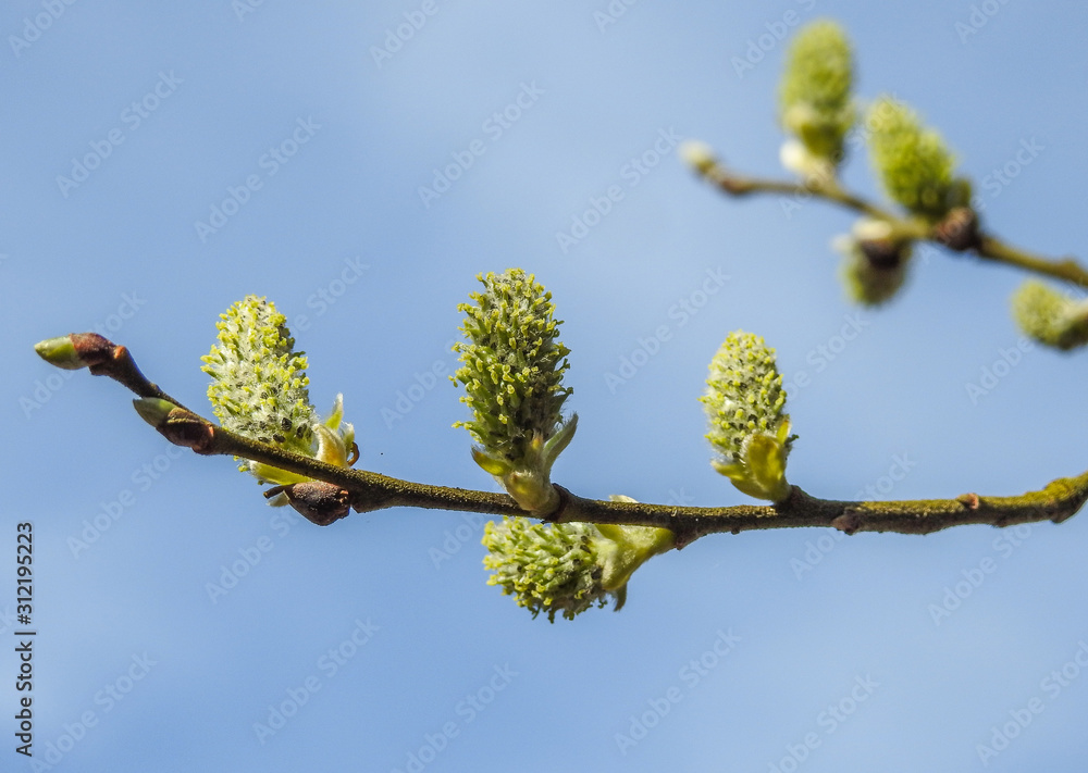 Catkins of a Willow tree (salix) in Spring against blue sky Catkins of a Willow tree (salix) in Spring against blue sky
