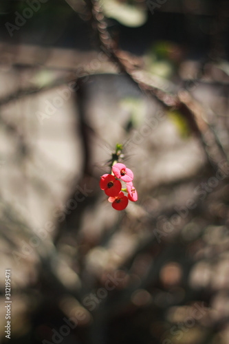 Euphorbia flower picture in Bangladesh © Arman