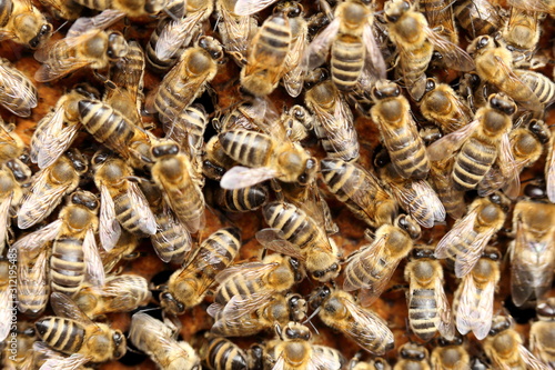 many honey bees are on a bees-wax