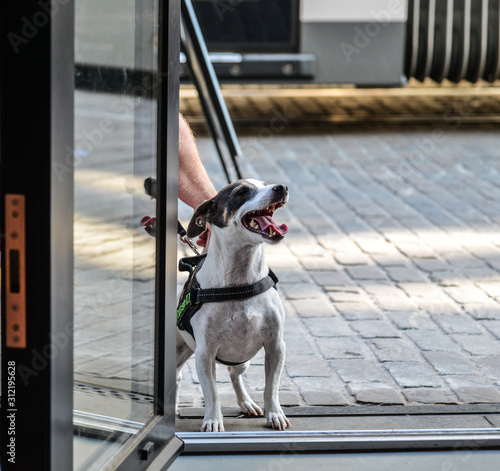 Fototapeta Naklejka Na Ścianę i Meble -  A dog barking on street in Ghent, Belgium