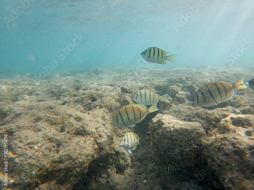 coral reef in the sea with colorful fish