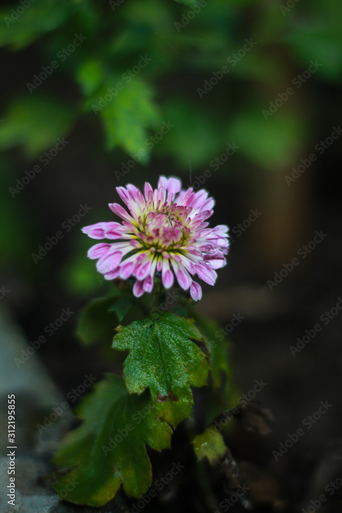 Chrysanthemum flower picture in Bangladesh Chrysanthemum flower picture in Bangladesh