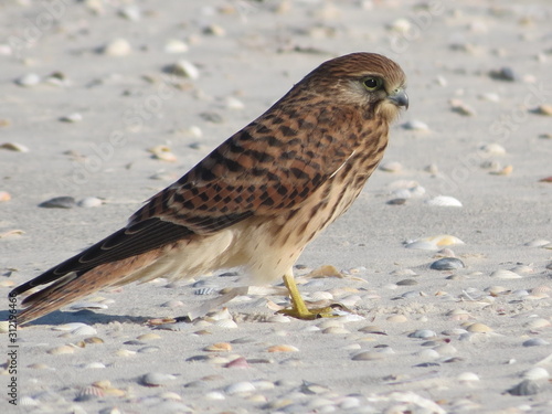 wild birds of the uninhabited island of Dzharylgach photo