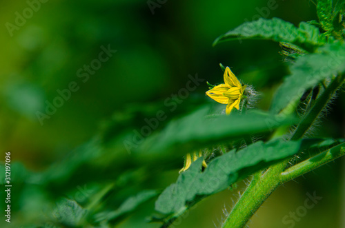 Yellow tomato flower on a green bush in the summer garden