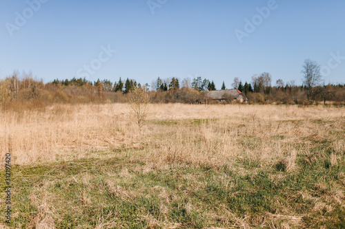 spring trees in the field