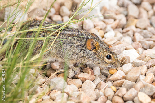 Close up of a Four-striped grass mouse finding a peanut between pebbles, South Africa