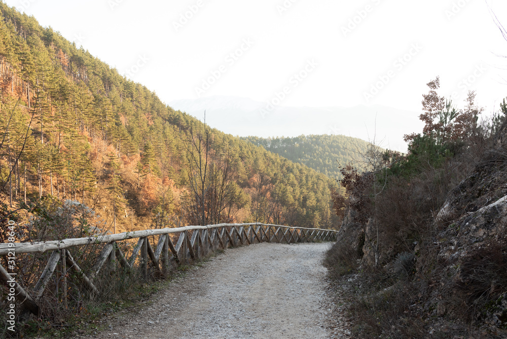 Naklejka premium Foresta