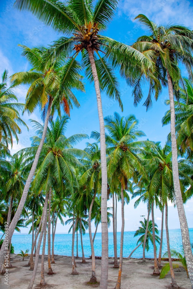 Palm, Water and Beach View on Maldive Coast