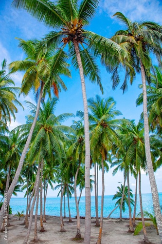 Palm, Water and Beach View on Maldive Coast