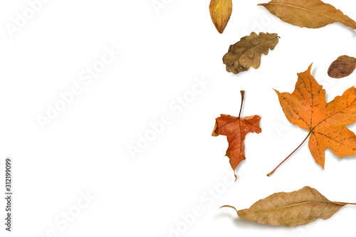 Dried fall leaves. Autumn background. Flat lay season composition.