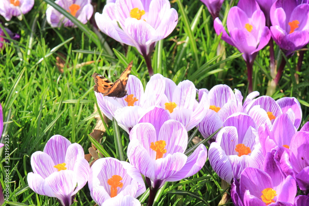 Obraz premium small tortoiseshell butterfly on a crocus