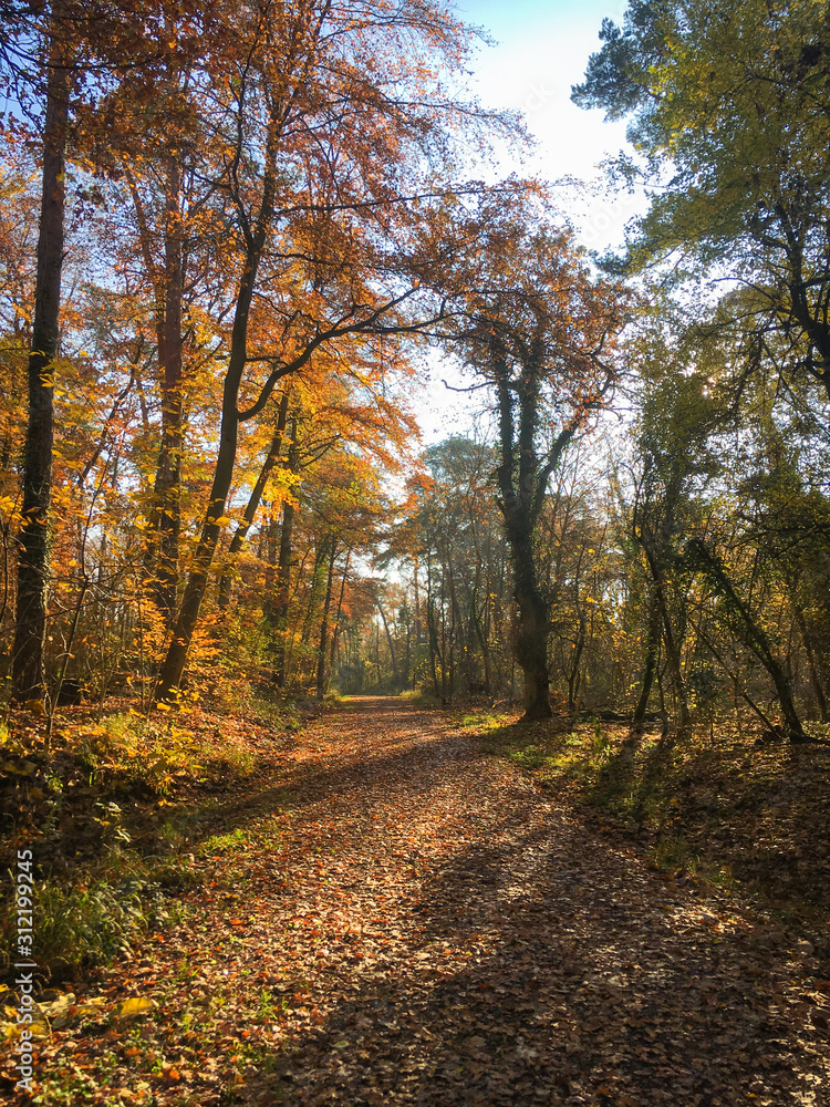 Autumn forest scenery with road of fall leaves Autumn forest scenery with road of fall leaves